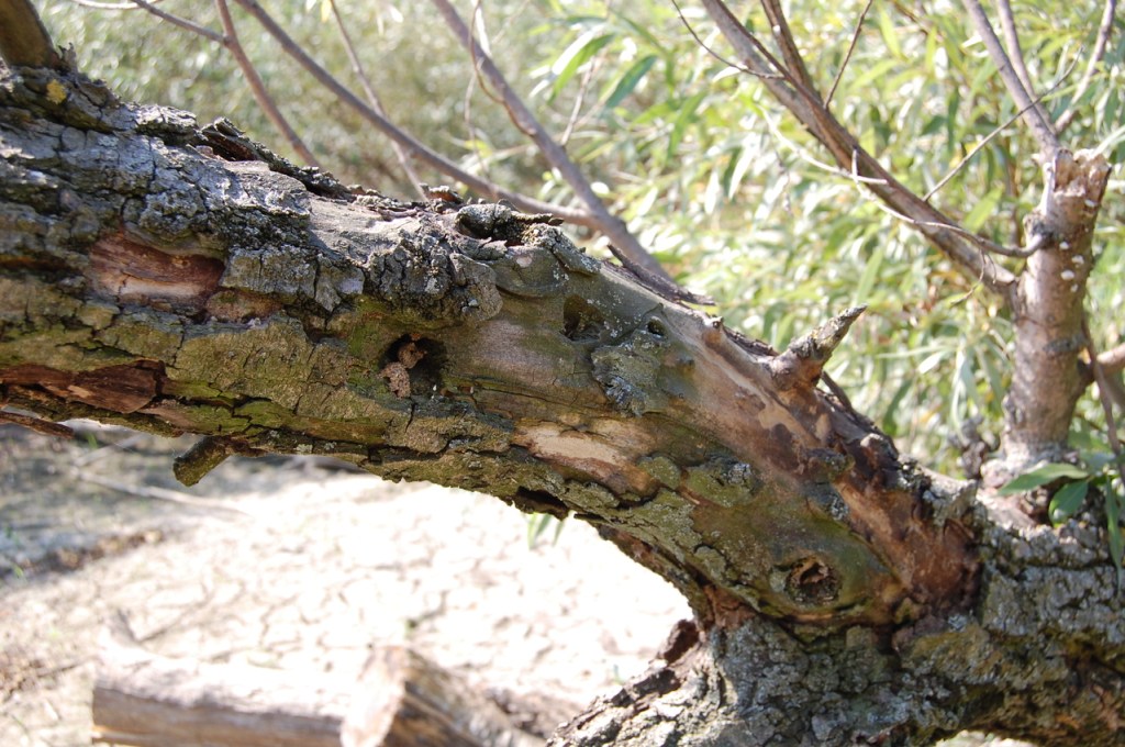 We'd grab tree limbs out over the flood waters.